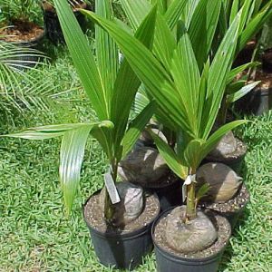 Coconut Plant