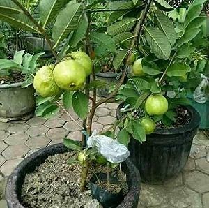 Guava Plant