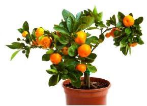 Orange Plant