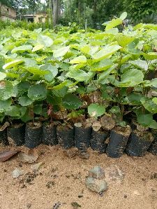 Red Sandalwood Plant