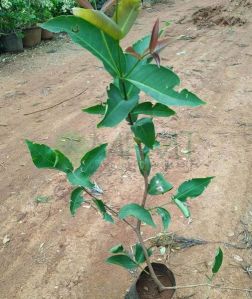 Water Apple Plant