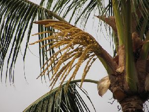 Coconut Stem