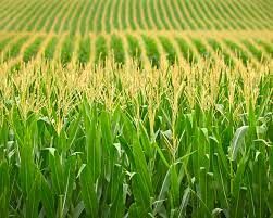 Corn Grass