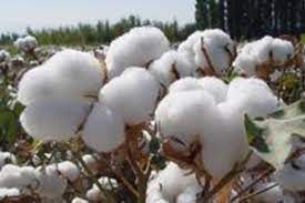 Cotton Petals