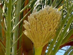 Palm Female Flower