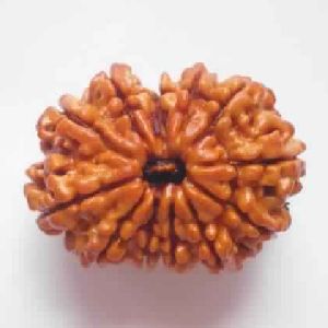 12 Face Rudraksha Beads