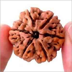 6 Face Rudraksha Beads