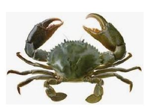 Live Green Mud Crab