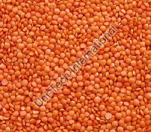 Whole Red Lentils