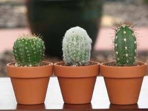 terracotta indoor planters