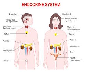 ENDOCRINOLOGY 3