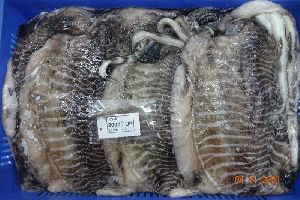 Frozen Whole Cuttlefish