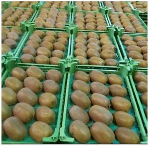 Fresh Kiwi