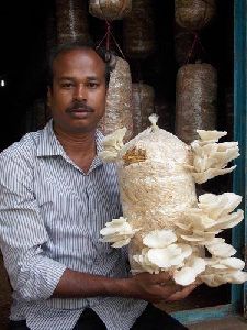 Fresh Oyster Mushrooms available