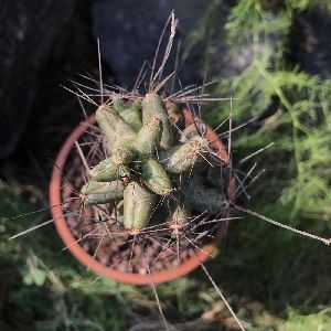 Coryphantha Macromeris Cactus Plant