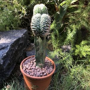 Echinopsis pentlandii F. Cristatus Cactus Plant