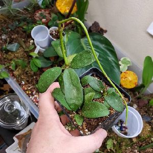 Hoya Carnosa Plant