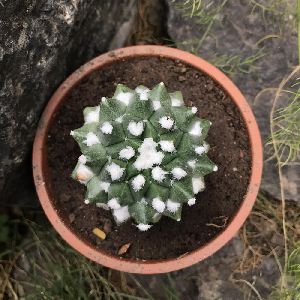 Mammillaria Bucareliensis CV. Erasmus Cactus Plant