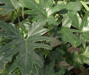 Philodendron bipinnatifidum Dwarf Selloum Plant