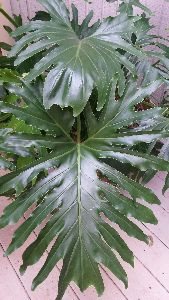 Philodendron Bipinnatifidum Plant