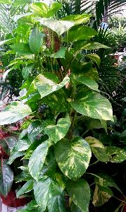 Pothos (Epipremnum Aureum) Plant