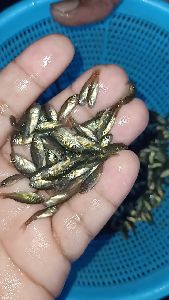 Common Carp Fish Seed