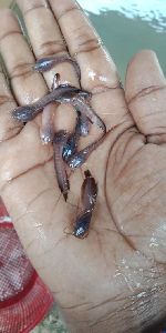 Desi Mangur Fish Seed
