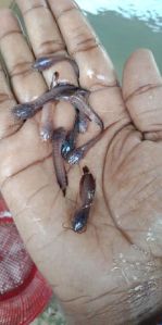 Desi Mangur Fish Seed