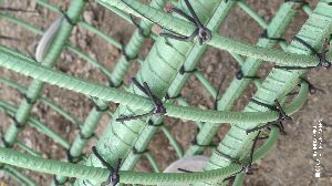 Pvc Coated Galvanized Binding Wire