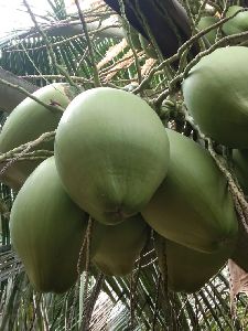 Tender Coconut