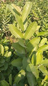 Guava Sardar Plant