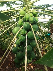 Maharaja Seed Papaya Plant