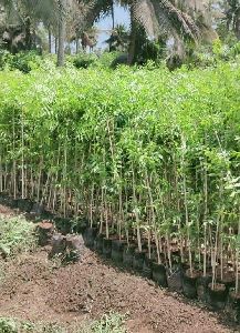 Malabar Neem Plant
