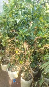Pakistani Lemon Plant  Rs.80