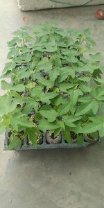 Red Lady Seed Papaya Plant