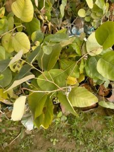 Red Sandalwood Plant