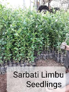 Sharbati Lemon Seedlings