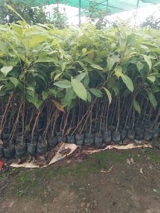 Sutaniya African Mahogany Plant