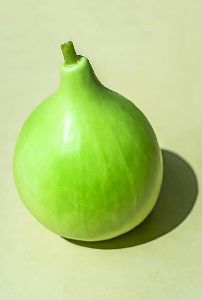 Fresh Bottle Gourd