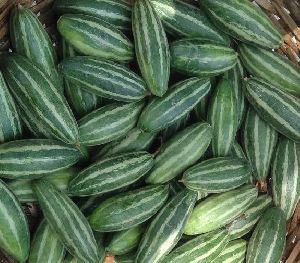 Fresh Pointed Gourd