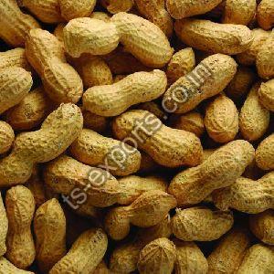 Roasted Shelled Peanuts