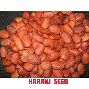 Karanj Seeds