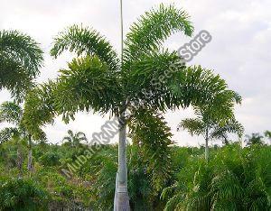 Foxtail Palm Plant
