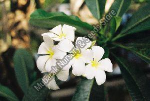 Plumeria Alba Plant