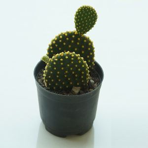 Apanchia Cactus