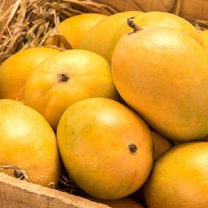 Alphonso Mango