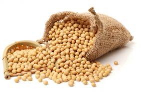 Soybean Seeds