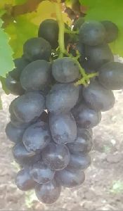 Fresh Black Grapes