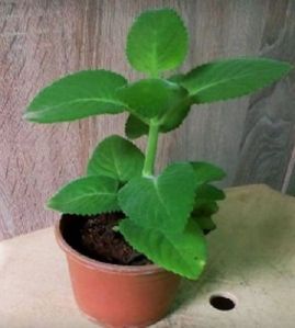 Ajwain Plant