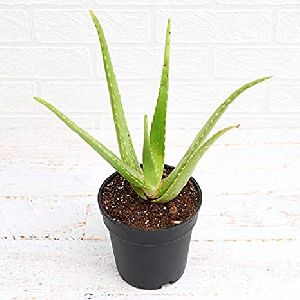 Aloe Vera Plant